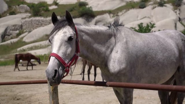 A white horse in a horse pen in Turkey, desert setting