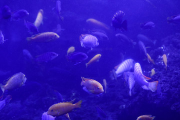 Naklejka na ściany i meble Beautiful colored fish in the water. Underwater world
