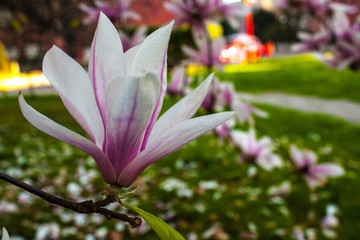 Blooming Magnolia flower close up, colorful and vivid plant, natural background