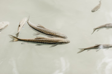 Big Garra rufa fishes