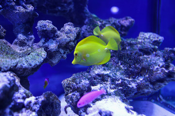 Naklejka na ściany i meble Many beautiful colored yellow fish in the water. Underwater world