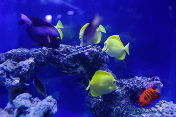 Fototapeta na wymiar Many beautiful colored yellow fish in the water. Underwater world