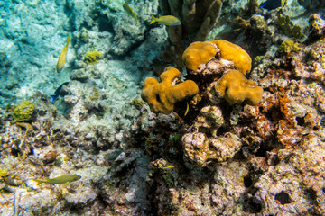 Coral reef. Underwater life. Selective focus