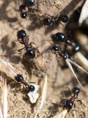 Black ants on the ground
