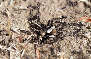 Black ants on the ground