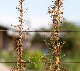 Creeping grass on an iron fence
