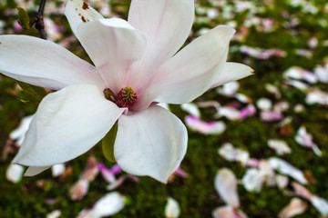 Blooming Magnolia flower close up, colorful and vivid plant, natural background