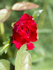 Flowers rose in the yard