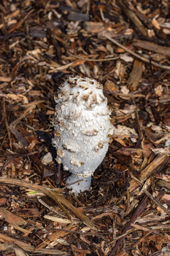 Shaggy Mane Mushroom vert