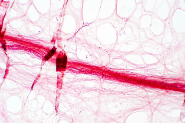 Fototapeta premium Areolar connective tissue under the microscope view.