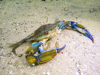 Blue crab under water on sandy bottom © jenhelton