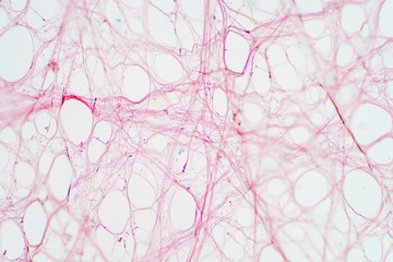 Areolar connective tissue under the microscope view. - obrazy, fototapety, plakaty