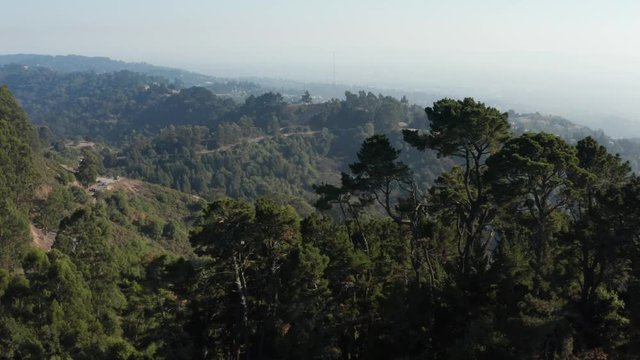 Rising over Large Eucalyptus trees in Berkeley hills aerial Northern California