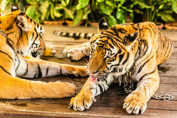 Tiger licking his paw