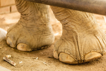 Elephant's front feet