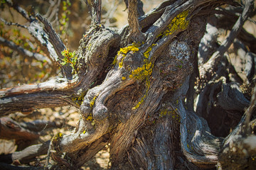 The trunk