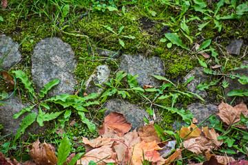 Ancient paving stones overgrown with grass and dry leaves