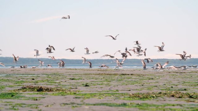 Pacific Northwest Beach Seagulls Background