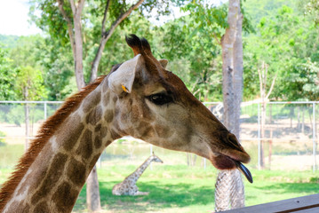 Giraffa is a mammal whose long neck is a cute animal.