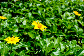 Yellow flowers in green leaf