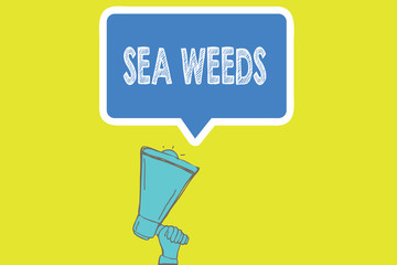 Handwriting text writing Sea Weeds. Concept meaning Large algae growing in the sea or ocean Marine plants flora.