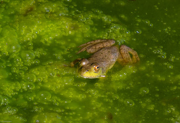 frog in pond