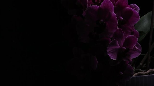 purple orchid emerges from the darkness illuminated by a light that moves around her, creating bright games and mysterious atmospheres