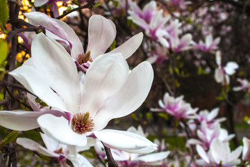 Fototapeta na wymiar Blooming Magnolia flower close up, colorful and vivid plant, natural background