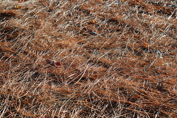 A bed of pine needles laying on the ground.