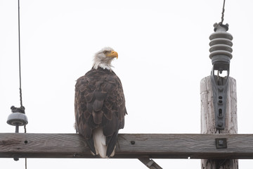 Bald eagle sitting on the crossbar of a wood utility pole  