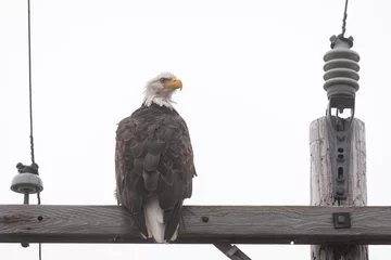 Papier Peint photo autocollant Aigle Bald eagle sitting on the crossbar of a wood utility pole  