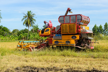 Obraz premium Combine harvester Working on rice field. Harvesting is the process of gathering a ripe crop