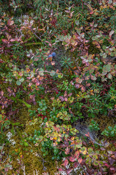 Close up of Alaskan tundra landscape, ripe local berries, Alaska, USA
