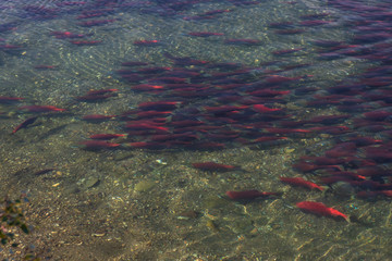 Sockeye Salmon spawning in the Brooks River, Katmai National Park, Alaska, USA
