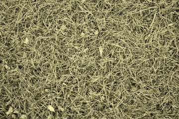 Background,  texture,  golden monochrome, pine needles on green grass, 