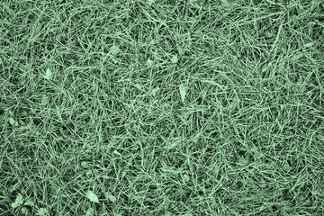 Background,  texture,  green monochrome, pine needles on green grass, 