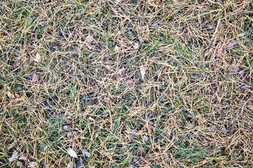 Background,  texture,  yellow green, pine needles on green grass, colorfull