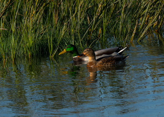 Male and Female  wild ducks swimming in a North California marsh