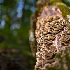 Cluster of fungi on the bark of a dead tree