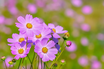 コスモスの花