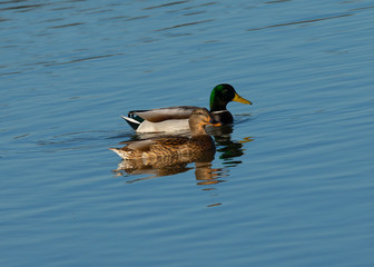 Male and Female  wild ducks swimming in a North California marsh