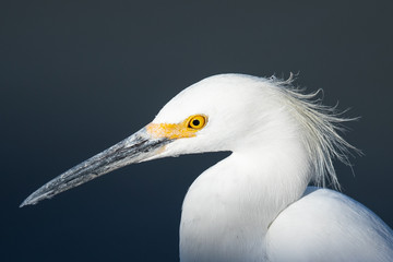 Close up of a great egret in a North California marsh in beautiful light