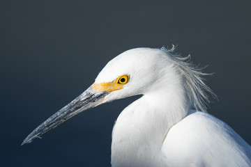 Close up of a great egret in a North California marsh in beautiful light