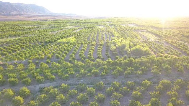 Flying above the farms in the spring. Breathe clean and fresh air.Watch the timeless green.