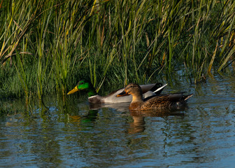 Male and Female  wild ducks swimming in a North California marsh