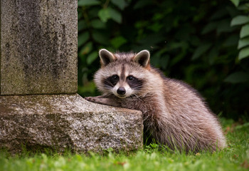 Raccoon looking from beside a tombstone in Toronto