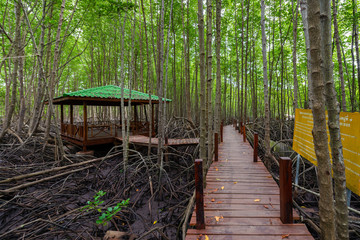 Fototapeta premium Mangroves inTung Prong Thong or Golden Mangrove Field at Estuary Pra Sae, Rayong, Thailand