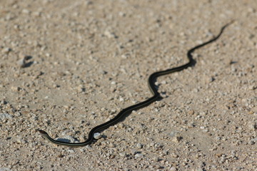 garter snake