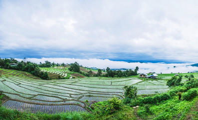 Travel Rainy Season landscape of Rice Terraces at Ban Papongpieng Chiangmai Thailand.