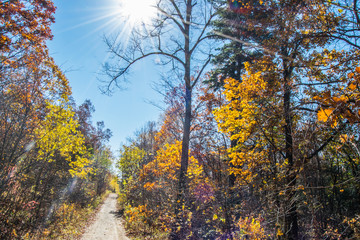 the mountain autumn landscape with colorful forest